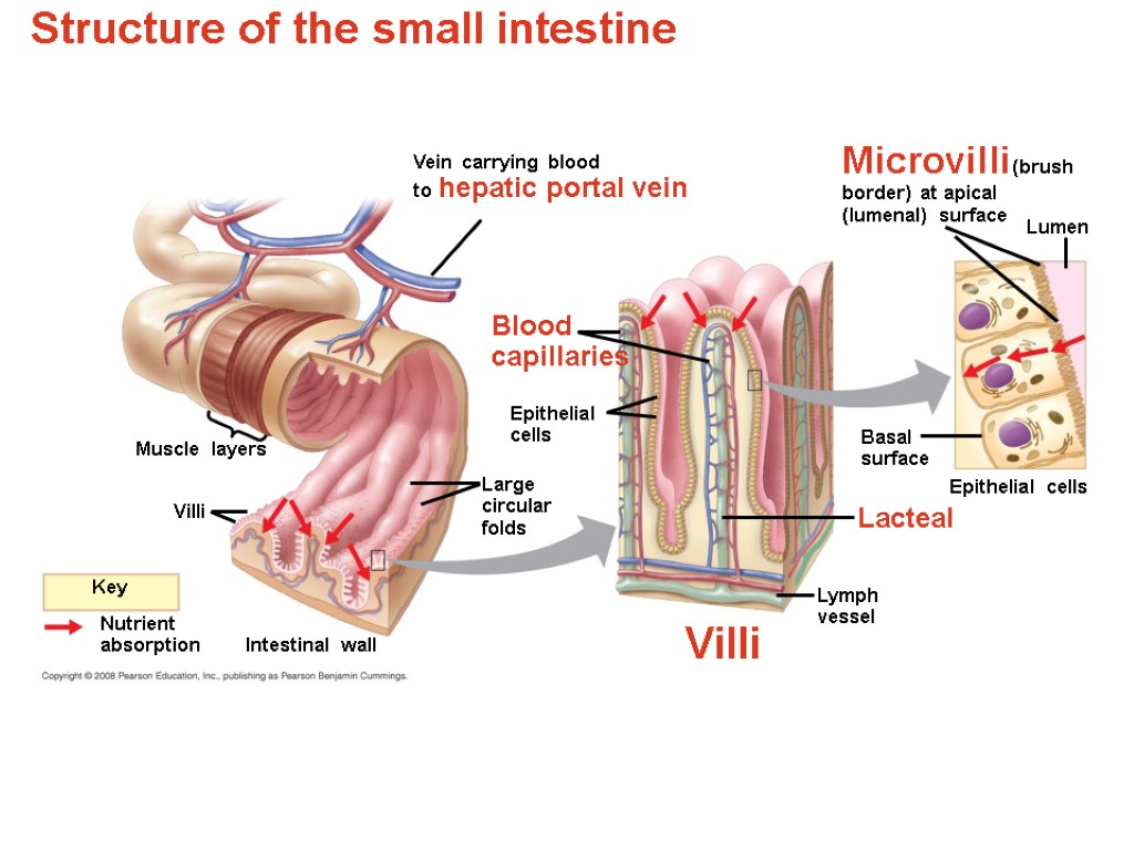 Structure of the small intestine Muscle layers Microvilli (brush border) at apical (lumenal) surface